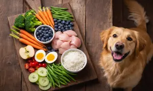 Un perro golden retriever mira con esperanza una tabla con ingredientes frescos: pollo, arroz, verduras y frutas. ¡Los perros pueden comer merluza y esta comida casera se ve deliciosa!