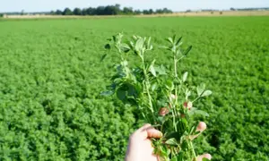 Dłoń trzymająca pęczek zielonej lucerny na tle pola lucerny.