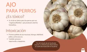 Ajo para perros: ¿es tóxico? El ajo es tóxico para los perros, causando anemia. ¡Cuidado con la intoxicación!