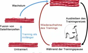Schema zeigt Muskelaufbau (Hypertrophie) und -abbau (Atrophie). Muskeln wachsen durch Training, schrumpfen bei Trainingspause. So schnell baut man Muskeln ab.