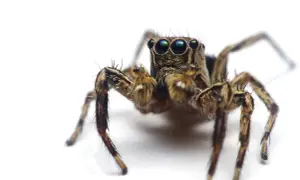 Jak nazywa się lęk przed pająkami? Poznaj arachnofobię i leczenie