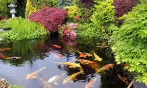 En vacker damm med koi-fiskar som simmar i det klara vattnet, omgiven av frodig grönska och blommor. En perfekt plats att koppla av vid, som om man skulle vilja bygga damm själv.