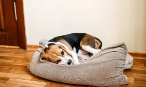 Ein Beagle liegt traurig in seinem Körbchen. Er fühlt sich nicht gut, vielleicht muss der Hund erbricht.