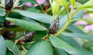Braune, schimmelige Knospen an einem Rhododendron deuten auf Rhododendron-Krankheiten hin.