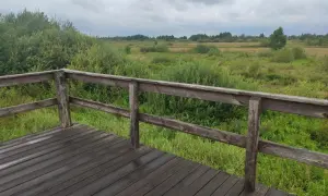 Drewniany taras widokowy z widokiem na rozległe, zielone łąki i las. Powietrze jest rześkie, a trawa wygląda jak jedwabne dywany.