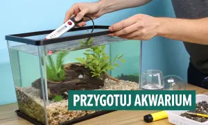 Przygotowanie akwarium domowego do przyjęcia ryb. Montaż grzałki w czystej wodzie, z roślinami i kamieniami.