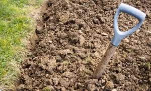 Gliniasta gleba to skarb! Jak uprawiać ogród marzeń?