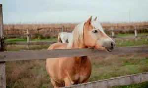 Brązowy koń rasy haflinger opiera się o drewniane ogrodzenie.