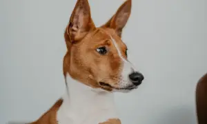 Portret psa rasy basenji, z charakterystycznymi, stojącymi uszami i bystrym spojrzeniem. Jego sierść jest ruda z białymi znaczeniami.