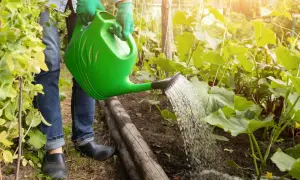 Osoba w zielonych rękawiczkach podlewa ogórki z zielonej konewki. Woda spływa na ziemię, nawadniając rośliny.