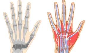 Vergleich von Skelett und Gefäßsystem der Hand. Die Hand anatomie zeigt Knochen, Muskeln, Nerven und Blutgefäße.