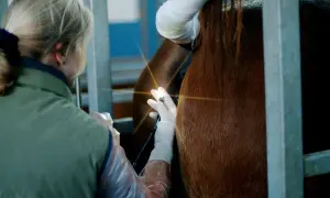 Weterynarz wykonuje pobieranie nasienia od konia, używając specjalistycznego sprzętu.