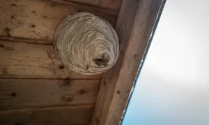 Osy budują gniazdo pod okapem. Dowiedz się, jak zlikwidować gniazdo os, zanim zrobi się ich więcej.