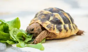 Co je żółw domowy i jak zadbać o jego zdrowie i dietę?