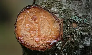 Resina fresca goteando de un corte en un tronco de árbol. Si buscas como quitar resina de la madera, este es un ejemplo de su estado natural.