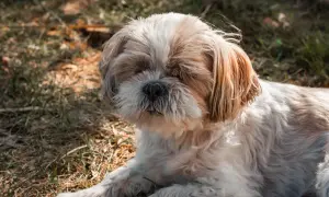 Słodki shih tzu leży na trawie, jego puszysta sierść i łagodny wyraz pyska sugerują idealną wagę dla tej rasy.