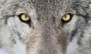 Ojos penetrantes de un lobo, un animal espiritual que irradia sabiduría ancestral y fuerza salvaje.