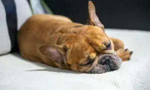 Ein brauner Französischer Bulldogge schläft tief und fest. Man hört ihn leise grunzen beim Schlafen.