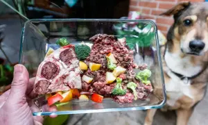 Schüssel mit rohem Fleisch, Brokkoli und Apfelstücken für ein Hundefutter-Rezept. Ein Hund wartet gespannt.