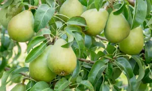 Gruszki dojrzewające na drzewie Pyrus, zielone i soczyste, otoczone liśćmi.