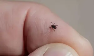Mały kleszcz na palcu, z ciekawością rozgląda się wokół. Ile kleszcz ma nóg? Osiem!