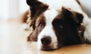 Border collie szczeniak: Dieta idealna? Wybierz karmę świadomie!