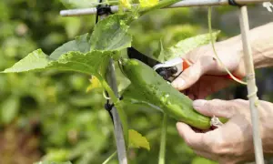 Hände ernten eine reife Gurke (Cucumis sativus) mit einer Gartenschere. Gelbe Blüten und grüne Blätter sind zu sehen.