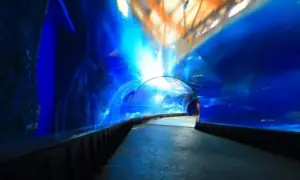 Podwodny tunel w Oceanarium Kołobrzeg. Opinie gości podkreślają niesamowite wrażenia wizualne i możliwość obserwacji morskich stworzeń.
