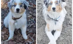 Zwei Australian Shepherds mit faszinierenden, colored eyes. Ein Welpe sitzt im Laub, der andere liegt entspannt im Sand.