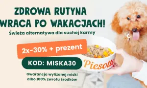 Czym karmić szczeniaka? Domowe jedzenie pełny poradnik