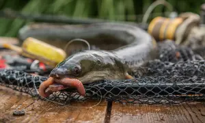 Ein Aal im Netz, der gerade einen Tauwurm frisst. Angelzubehör im Hintergrund.