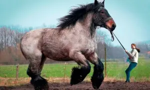 Największy koń na świecie - zaskakujące fakty o Big Jake'u