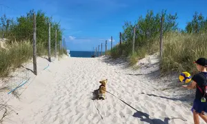 Plaża zachodnia Łeba. Piesek na smyczy i chłopiec z piłką do siatkówki idą piaszczystą ścieżką w stronę morza.