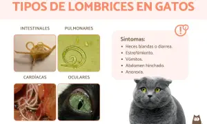 Infografía sobre tipos de lombrices en gatos: intestinales, pulmonares, cardíacas y oculares. Si mi gato tiene lombrices blancas, podría ser uno de estos tipos.