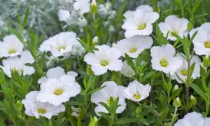 Zarte weiße Blüten des Sandkrauts blühen üppig. Der Standort ist sonnig und trocken, ideal für diese pflegeleichte Pflanze.