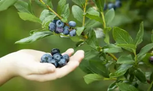 Dłoń zbiera dojrzałe, ciemnogranatowe owoce borówki amerykańskiej z krzewu. Różne odmiany borówki amerykańskiej obiecują obfite zbiory.