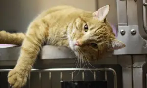 Gewürze für Katzen: Sicher oder giftig? Der große Ratgeber