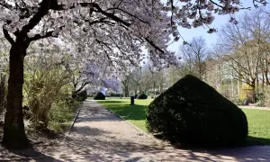 Kirschblüten säumen den Weg am Platz der Republik Hamburg. Ein Spaziergänger genießt die Frühlingssonne.