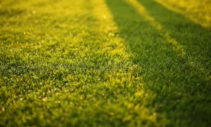 Zielona trawa po aeracji, lśniąca w słońcu. Cienie drzew tworzą na niej pasy.