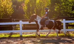 Dziewczynka w kasku galopuje na łaciatym kucyku na terenie pony clubu Radzymin.