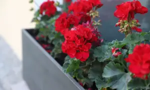 Jak przycinać pelargonie, aby uniknąć błędów i cieszyć się zdrowiem roślin