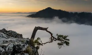 Wschód słońca nad morzem mgieł w Pieninach. Skalisty brzeg i samotna sosna tworzą niepowtarzalne pieniny atrakcje.