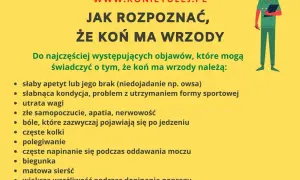 Objawy wrzodów u koni: apatia, bóle brzucha, biegunka, matowa sierść. Zwróć uwagę na chrapy konia, gdy coś go niepokoi.