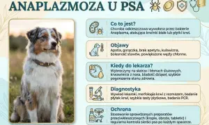 Anaplazmoza u psa: objawy to apatia, gorączka, kulawizna. Choroba odkleszczowa atakuje krwinki.