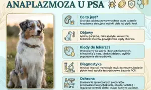 Pies z anaplazmozą, chorobą odkleszczową. Objawy: apatia, gorączka, kulawizna. Zapobieganie: preparaty przeciw kleszczom.