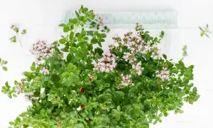 Kwitnący majeranek w doniczce, idealny do domowej uprawy. Dowiedz się, jak siać majeranek w doniczce, by cieszyć się jego aromatem.