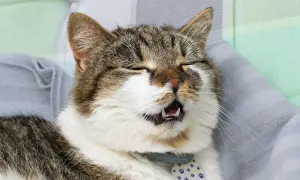 A tabby cat with its eyes closed and mouth open appears to be sneezing or has a runny nose.
