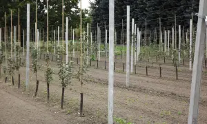 Młode drzewka owocowe w rzędach, podparte palikami, czekają na najlepszy czas, kiedy sadzić drzewka owocowe, by pięknie rosły.