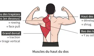 Anatomie du muscle haut du dos : vue détaillée des trapèzes et du grand dorsal, avec exercices associés.