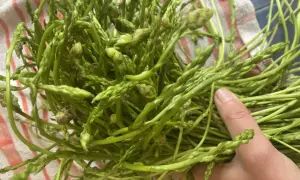 Une main tient un bouquet d'asperges sauvages vertes et fines, prêtes à être cuisinées.